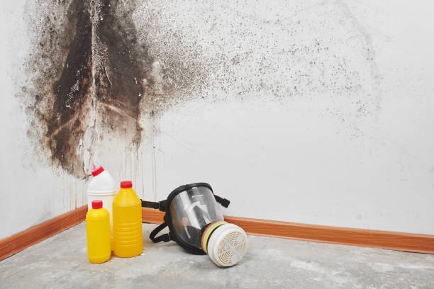 Best Crawl Space Mold Removal  in Mount Clemens, MI