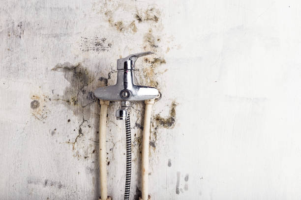 Best Toxic Mold Removal  in Mount Clemens, MI