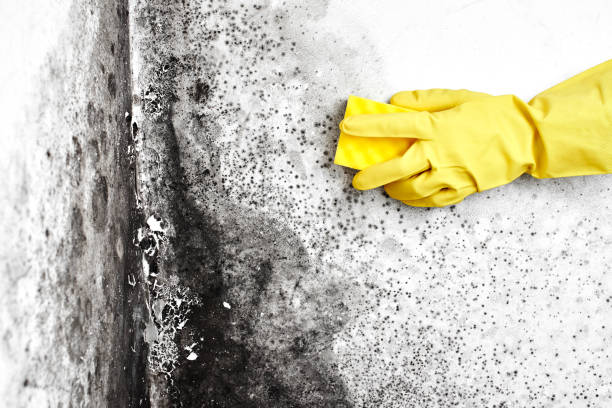 Best Black Mold Removal  in Mount Clemens, MI