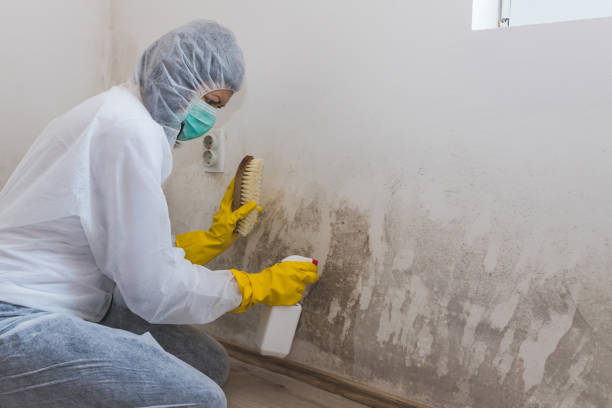 Best Office Mold Removal Services  in Mount Clemens, MI