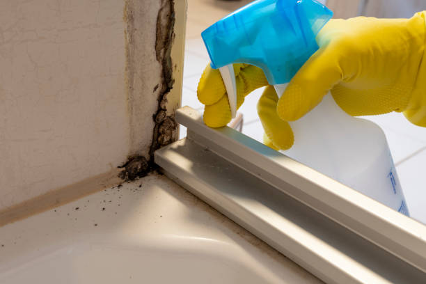 Best Mold Damage Repair  in Mount Clemens, MI