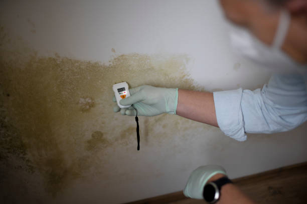 Best Mold Testing  in Mount Clemens, MI