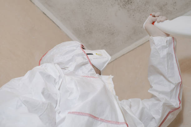 Best Mold Remediation Experts  in Mount Clemens, MI