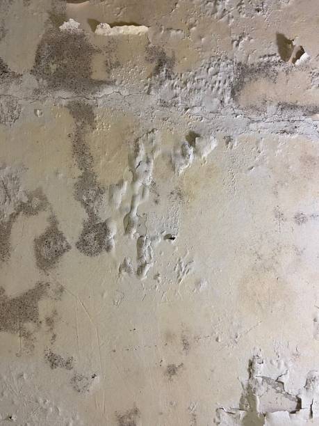 Professional Mold Removal in Mount Clemens, MI