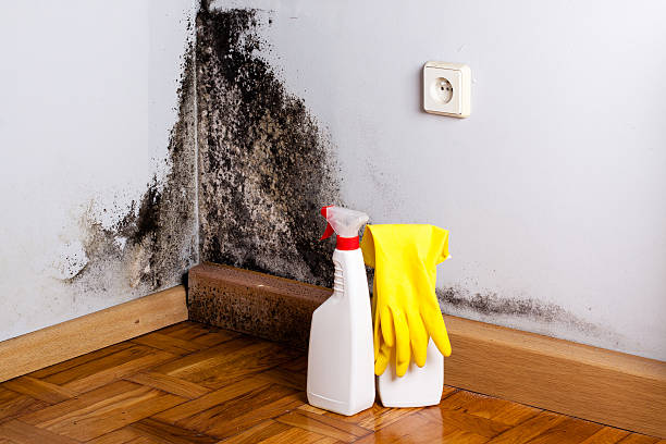 Mold Removal and Inspection in Mount Clemens, MI