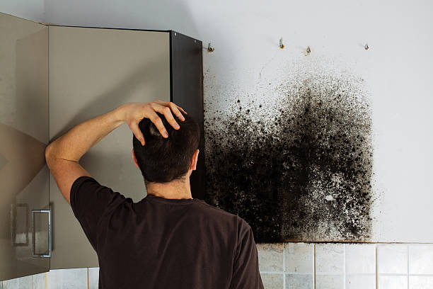 Best Home Mold Removal  in Mount Clemens, MI