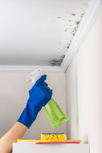 Best Residential Mold Removal  in Mount Clemens, MI