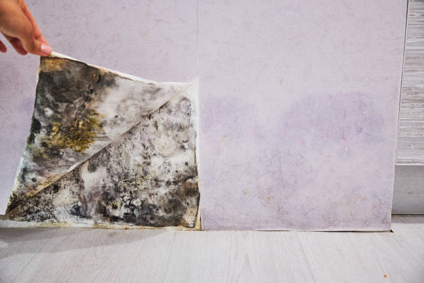 Office Mold Removal Services in Mount Clemens, MI